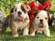 American Bulldog Puppies for sale in California Dr, Bossier City, LA 71111, USA. price: NA