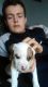 American Bulldog Puppies for sale in Central Ave, Jersey City, NJ, USA. price: NA