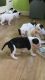 American Bulldog Puppies for sale in I-35, Austin, TX, USA. price: NA