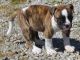 American Bulldog Puppies for sale in Louisville, KY 40210, USA. price: NA