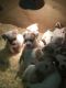 American Bulldog Puppies for sale in New York, IA 50238, USA. price: $400
