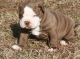 American Bulldog Puppies for sale in Portland, OR, USA. price: NA