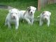 American Bulldog Puppies for sale in Sacramento St, San Francisco, CA, USA. price: NA