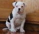 American Bulldog Puppies for sale in Phoenix, AZ, USA. price: $600