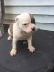 American Bulldog Puppies for sale in Detroit, MI, USA. price: NA