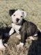 American Bulldog Puppies for sale in Alex, OK 73002, USA. price: $800