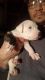 American Bulldog Puppies for sale in MO-150, Grandview, MO, USA. price: NA