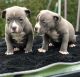 American Bulldog Puppies for sale in California Ave, Civil Aerodrome Post, Peelamedu, Tamil Nadu 641014, India. price: 600 INR