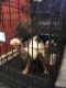 American Bulldog Puppies for sale in Haltom City, TX, USA. price: $200
