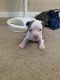 American Bulldog Puppies for sale in Humble, TX, USA. price: NA