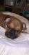 American Bulldog Puppies for sale in Hamden, CT, USA. price: NA