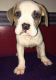 American Bulldog Puppies for sale in Pikeville, NC 27863, USA. price: NA