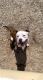 American Bulldog Puppies for sale in Missoula, MT, USA. price: NA