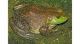 American Bullfrog Amphibians for sale in Lenexa, KS, USA. price: NA