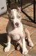 American Bully Puppies for sale in Homestead, FL 33031, USA. price: NA