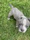 American Bully Puppies for sale in Sharon, MA, USA. price: NA