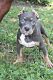 American Bully Puppies for sale in Paulsboro, NJ 08066, USA. price: NA