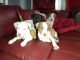 American Bully Puppies for sale in Merrillville, IN, USA. price: $800