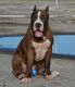 American Bully Puppies for sale in Homestead, FL 33031, USA. price: NA