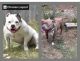 American Bully Puppies for sale in Fayetteville, NC, USA. price: $800