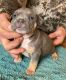 American Bully Puppies for sale in Ocala, FL, USA. price: $3,500