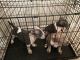 American Bully Puppies for sale in Fayetteville, NC, USA. price: $600