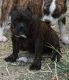 American Bully Puppies for sale in Austin, TX, USA. price: $1,800