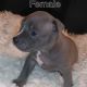 American Bully Puppies for sale in Windsor, ON N8Y 2Y4, Canada. price: $2,800