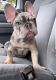 American Bully Puppies for sale in Charleston, WV, USA. price: $1,800