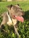 American Bully Puppies for sale in 10775 Kempwood Dr, Houston, TX 77043, USA. price: NA