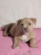 American Bully Puppies for sale in Ocala, FL, USA. price: $1,000