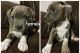 American Bully Puppies for sale in Bessemer, AL, USA. price: $400
