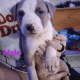 American Bully Puppies for sale in Orlando, FL 32818, USA. price: NA