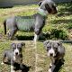 American Bully Puppies for sale in Clermont, FL 34711, USA. price: $1,500