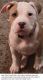 American Bully Puppies for sale in Ocala, FL, USA. price: $1,000