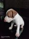 American Bully Puppies for sale in Mulund, Mulund West, Mumbai, Maharashtra 400080, India. price: 10000 INR