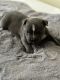 American Bully Puppies for sale in Orlando, FL, USA. price: NA