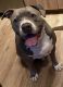 American Bully Puppies for sale in Tempe, AZ, USA. price: NA
