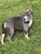 Quality American Bully puppies