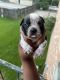 6-week American bully puppies available