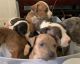 American Bully Puppies for sale in Fairfield, AL, USA. price: $300