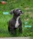 Available Embark tested & ABKC reg bully pups and