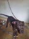 American Bully Puppies for sale in New Sanghavi, Pimpri-Chinchwad, Maharashtra 411027, India. price: 24000 INR