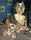 American Bully Puppies for sale in Ingleside, TX, USA. price: $3,500