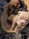 American Bully Puppies for sale in Vacaville, CA, USA. price: NA