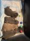 American Bully Puppies for sale in Birmingham, AL, USA. price: $5,000