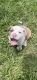 American Bully Puppies for sale in Bartow, FL, USA. price: $1,500