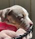 American Bully Puppies for sale in Concord, CA, USA. price: NA