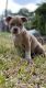American Bully Puppies for sale in Houston, TX, USA. price: NA