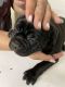 American Bully Puppies for sale in Oceanside, CA, USA. price: $500,750
